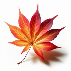 Wall Mural - A vibrant red maple leaf isolated on a white background, symbolizing the colorful autumn season