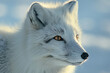 © fanjianhua - A white fox in the snow