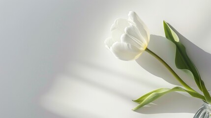 Sticker - White tulip flower in vase from above on white background