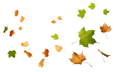 Wall Mural - png autumn leaves falling gracefully