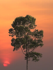 Wall Mural - Big green trees at twilight, the sun is setting and red sky.