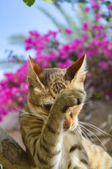 Portrait of Kitten on tree branch, natural pink flowers background