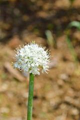 Wall Mural - onion flower in the garden, organic vegetable farm