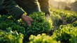© Marta B - Farmer's Hands Harvesting Lettuce