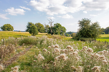 Wall Mural - Thistle blossoms in the meadow.