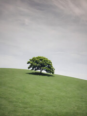 Wall Mural - single tree on grass hill