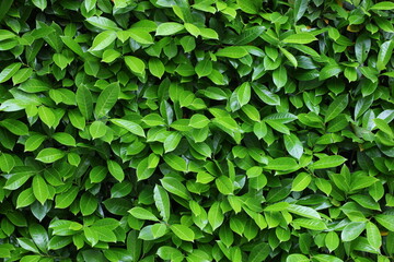 Lush wall of vibrant green foliage forms a rejuvenating natural backdrop