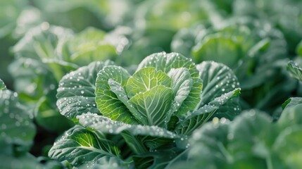 Wall Mural - A bunch of green and white cabbage on a black background