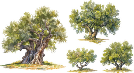 olive tree watercolor clipart