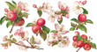 © dian's - apple blossom watercolor clipart