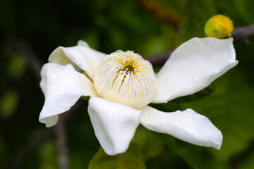 Wall Mural - White gustavia, carpel flower, Flower or gustavia gracillima miers