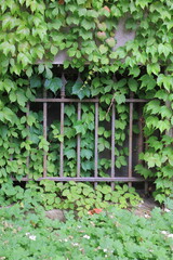 Wall Mural - security bars on a window