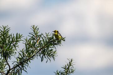 Wall Mural - beautiful bird yellow wagtail sitting on a branch on a sunny day