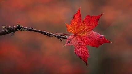 Wall Mural - Beautiful branch with maple leaves on isolated background