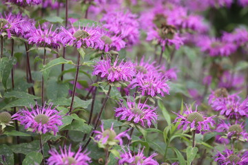 Wall Mural - Monarda didyma. Scarlet beebalm, wild bergamot in garden.