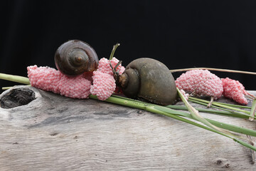 Wall Mural - Two apple-snails are laying their eggs on a rotting log in a rice field embankment. This mollusk has the scientific name Pila ampullacea.