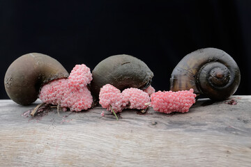 Wall Mural - Three apple-snails are laying their eggs on a rotting log in a rice field embankment. This mollusk has the scientific name Pila ampullacea.