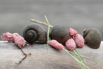 Wall Mural - Three apple-snails are laying their eggs on a rotting log in a rice field embankment. This mollusk has the scientific name Pila ampullacea.