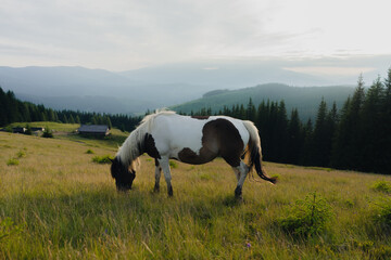 landscape sky forest in the mountains, in the background horses graze, free grazing animals, wild animals, on a sunny summer day mountain silhouettes, fog, wallpaper, poster, cover, nature Carpathian