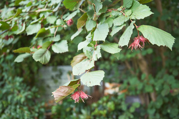 Wall Mural - Leszczyna pospolita, Corylus avellana, orzechy