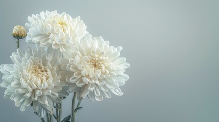 Wall Mural - Chrysanthemum flowers on a soft gray background