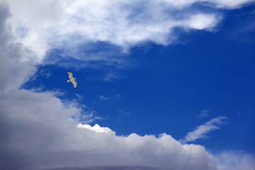 Wall Mural - Seagull hover in blue sky with clouds