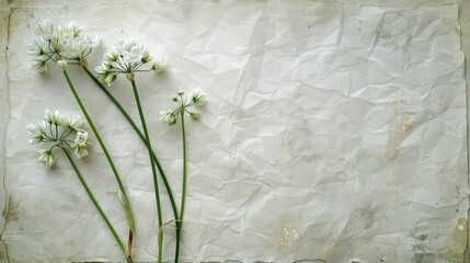 Wall Mural - Textured square paper background with wild leek flowers