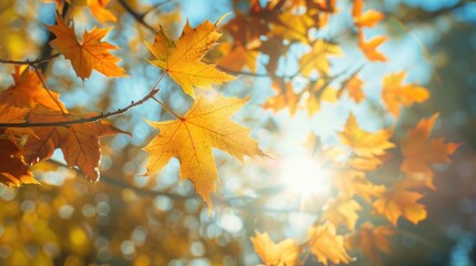 Wall Mural - maple tree leaves in sunlight during autumn
