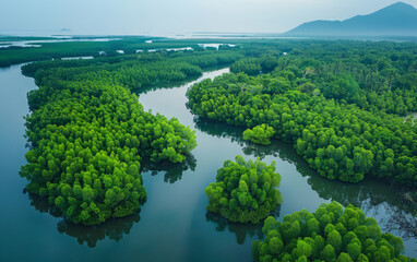 Canvas Print - An aerial view of a mangrove forest in the foreground and a river in the background shows green trees and a natural landscape of a wetland park.
