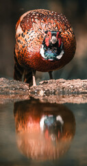 Wall Mural - pheasant in front of the lake