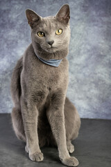 Wall Mural - Russian blue cat on a grey background