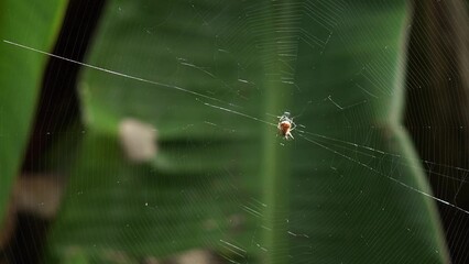 Spider hunting in the spiderweb