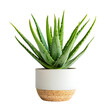 © Limitless Visions - houseplants with Elf Aloe or cacti in minimal white ceramic pot.fresh indoor plant mockup isolated transparent without  background