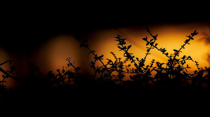 Wall Mural - A sunset is seen through a forest of trees. The sky is dark and the sun is setting