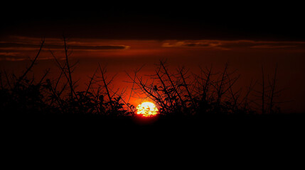 Wall Mural - A sunset is seen through a forest of trees. The sky is dark and the sun is setting