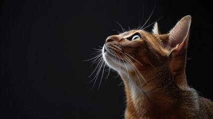 Poster - Portrait of Abyssinian cat looking up on black background space for text Adorable pet