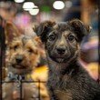 © Margo_Alexa - sad puppies A fundraising event for animal rescue organizations, featuring informational booths and pet adoption opportunities