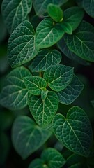 Wall Mural - some leaves in dark background