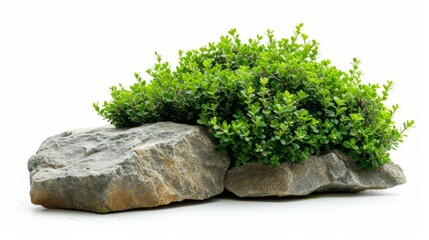 Sticker - Green shrubs and a rock isolated on a white background