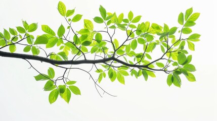 Canvas Print - Green tree branch with leaves isolated on a white background