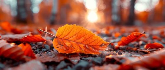 Wall Mural -  A leaf, closely depicted on the ground, with the sun filtering through the tree tops behind