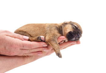 Canvas Print - Puppy sleeping in arms.