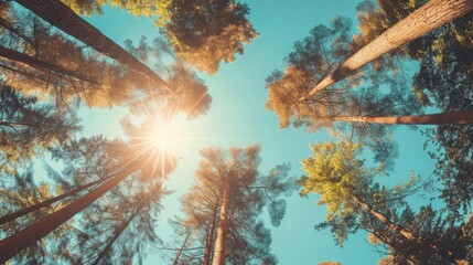 Wall Mural - Tall trees reaching towards the clear blue sky