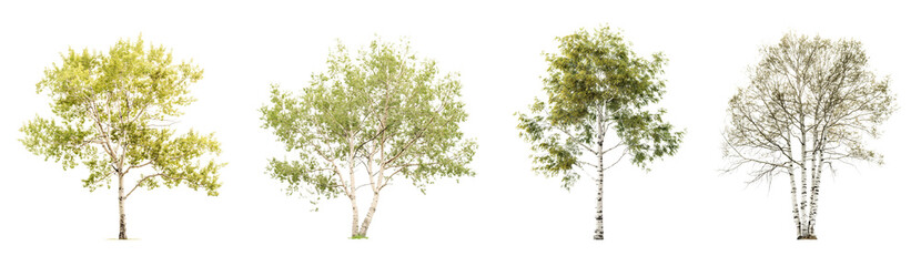 Wall Mural - collection of aspen trees isolated on transparent or white background