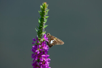 Canvas Print - Silver-spotted Skipper (Epargyreus clarus) on the Purple Loosestrife (Lythrum salicaria)