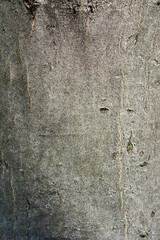 Common hornbeam bark detail