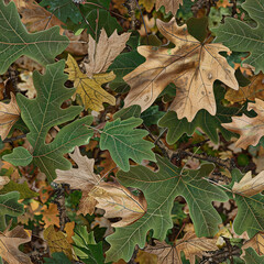 Sticker - Oak Leaves Foliage Seamless Pattern