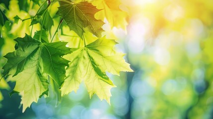 Canvas Print - Maple leaf with green color and blurred background in spring