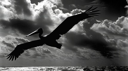 Poster -  Pelican soaring over water, cloudy backdrop