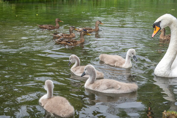 Poster - adult mute swan with cygnets on the river with female mallard ducks in the background